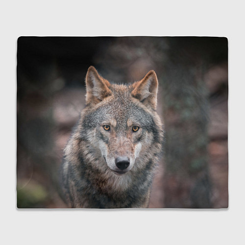 Плед Волк с грустными глазами / 3D-Велсофт – фото 1