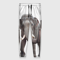 Брюки женские Большой слон, цвет: 3D-принт