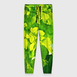 Женские брюки Зелёные листья